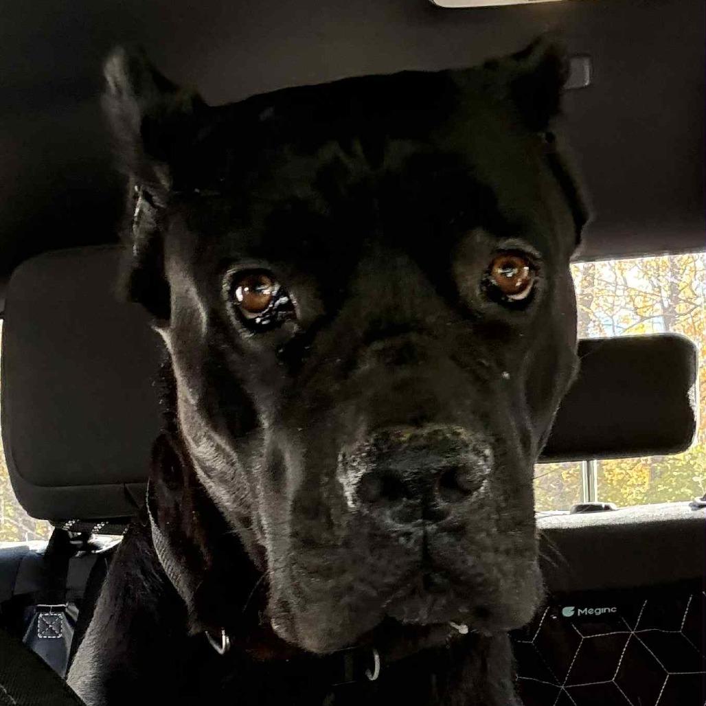 Winnie, Adoptable, Adult Female Cane Corso.
