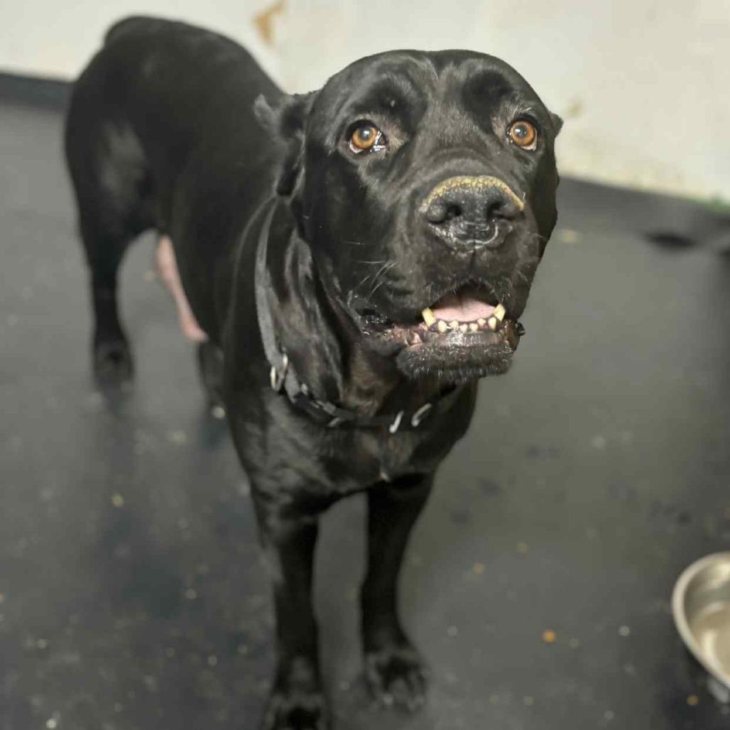 Winnie, a Adoptable Cane Corso in Mebane, NC image 2/2