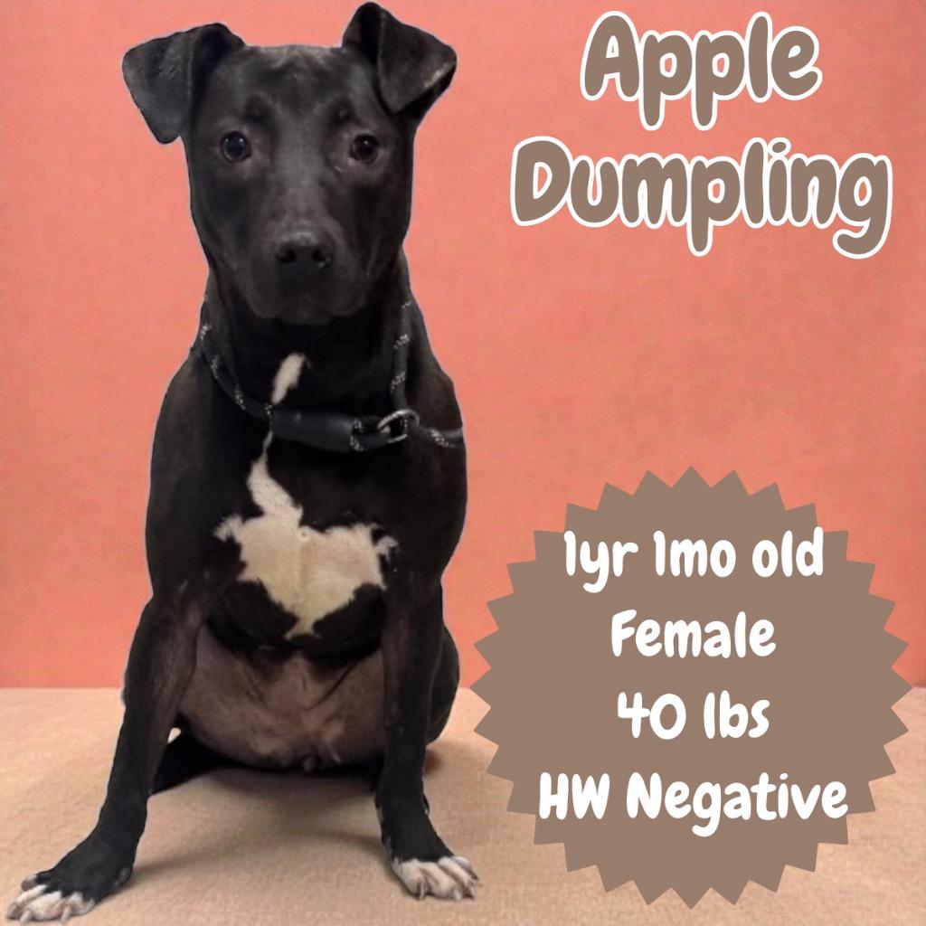 Apple Dumpling, Adoptable, Young Female Pit Bull Terrier.
