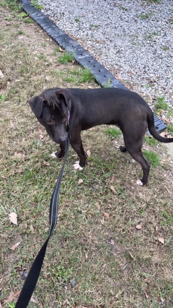 Enlarge Apple Dumpling, a Adoptable mixed breed in Sorrento, LA image 3/4