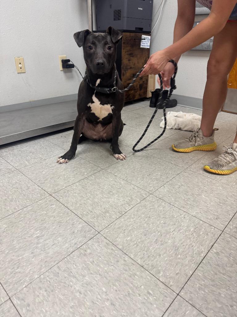 Enlarge Apple Dumpling, a Adoptable mixed breed in Sorrento, LA image 1/6