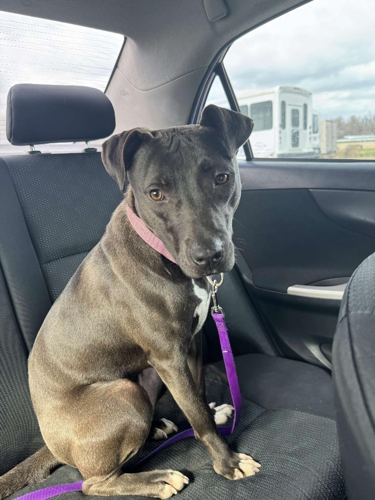 Enlarge Apple Dumpling, a Adoptable mixed breed in Sorrento, LA image 5/6