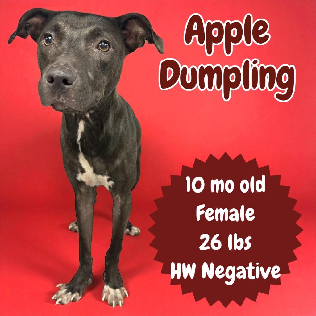 Enlarge Apple Dumpling, a Adoptable mixed breed in Sorrento, LA image 4/4