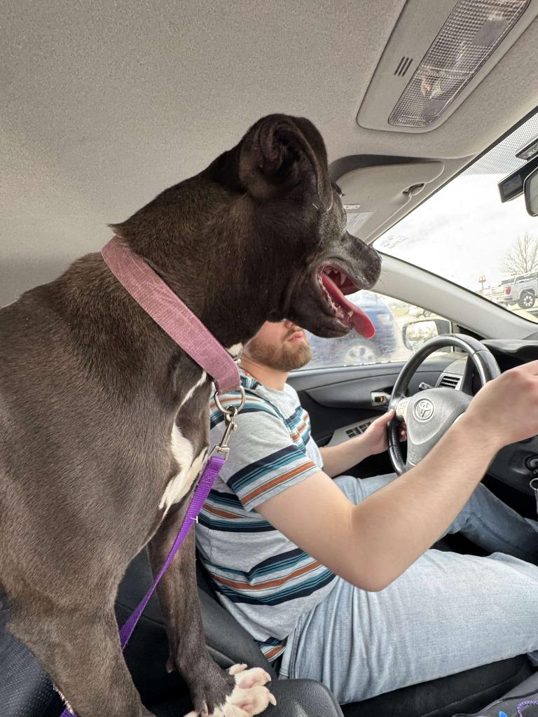 Enlarge Apple Dumpling, a Adoptable mixed breed in Sorrento, LA image 6/6