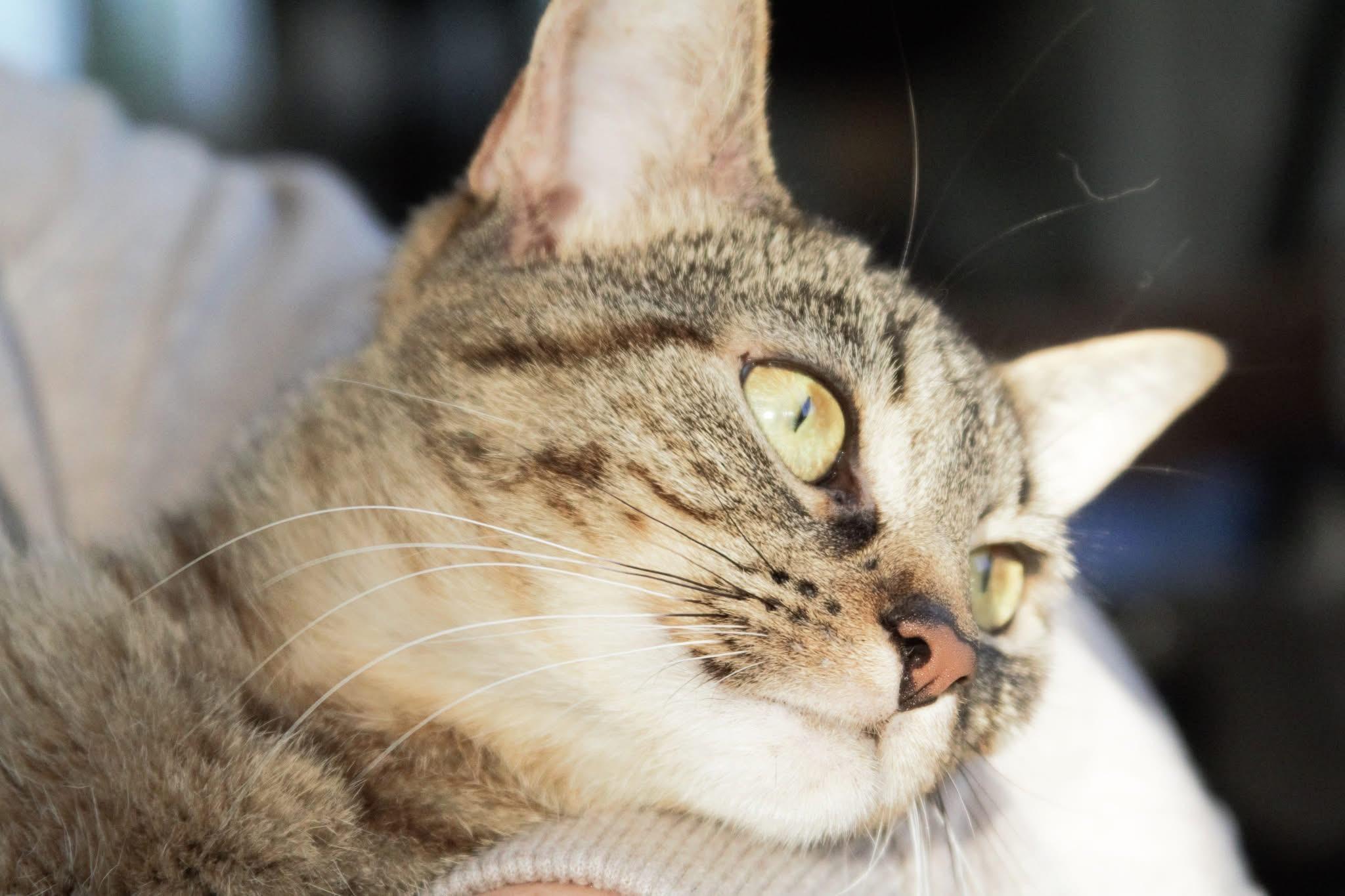 Honey, Adoptable, Young Female Tabby.