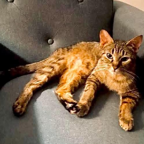 Enlarge Honey, a Adoptable Tabby in Kentwood, MI image 1/4