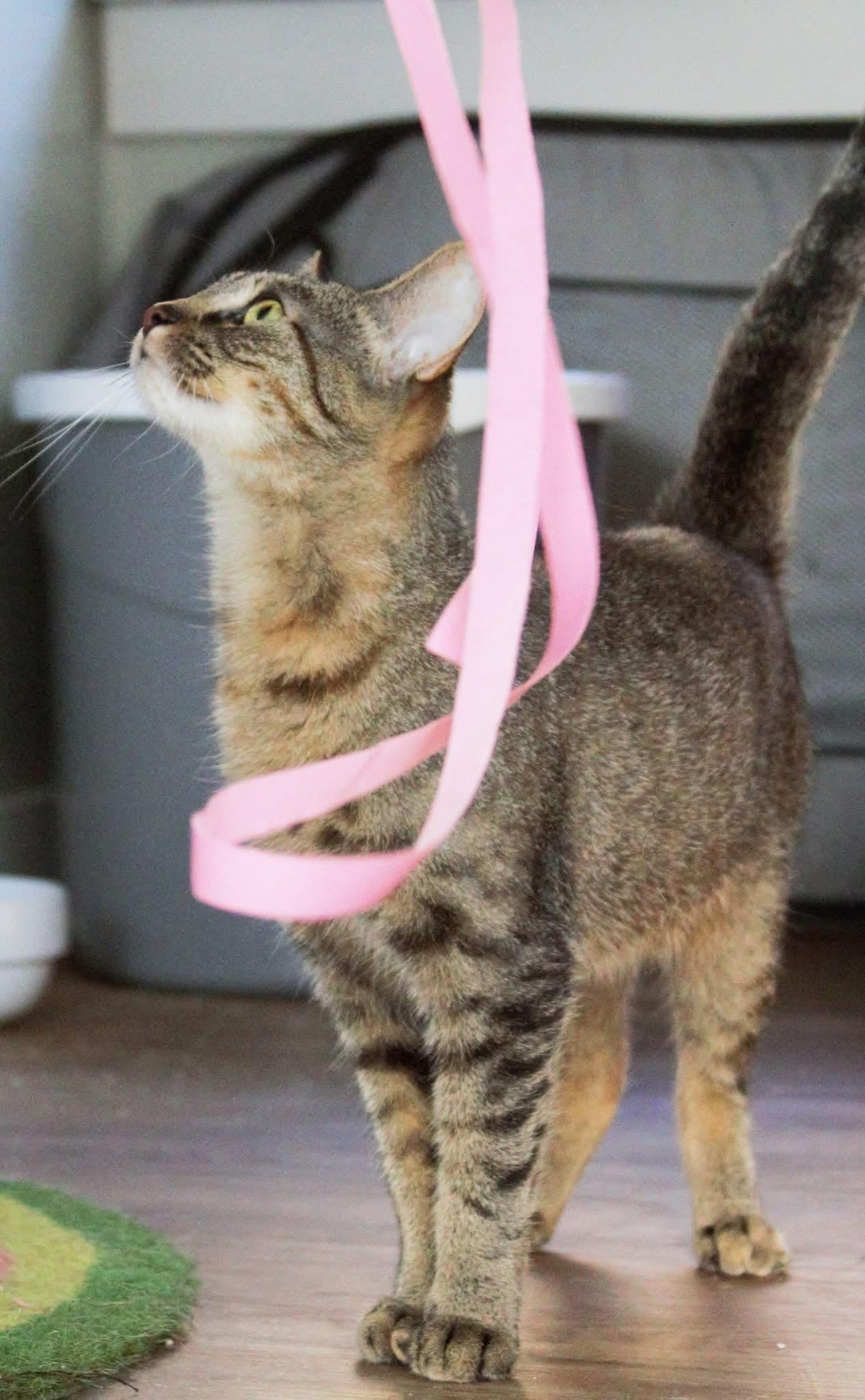 Honey, a Adoptable Tabby in Kentwood, MI image 3/5