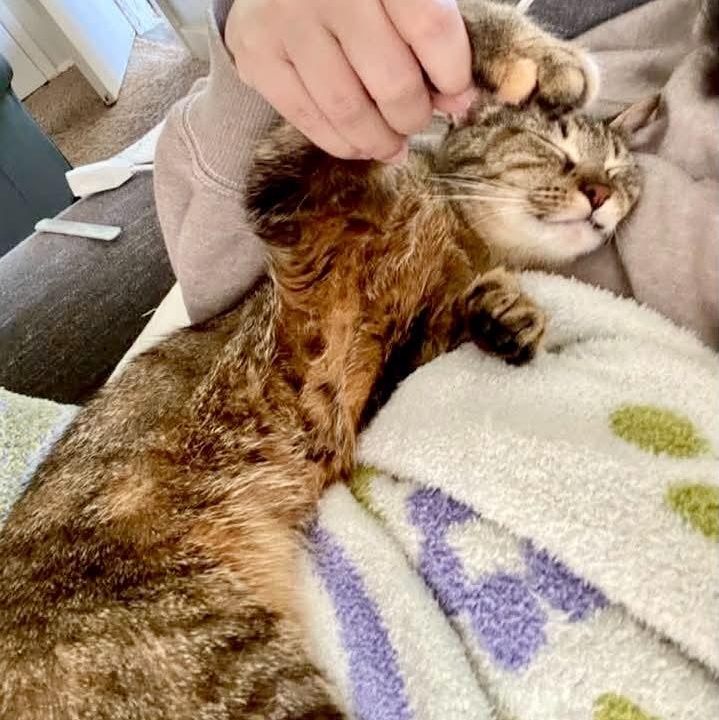 Enlarge Honey, a Adoptable Tabby in Kentwood, MI image 3/4