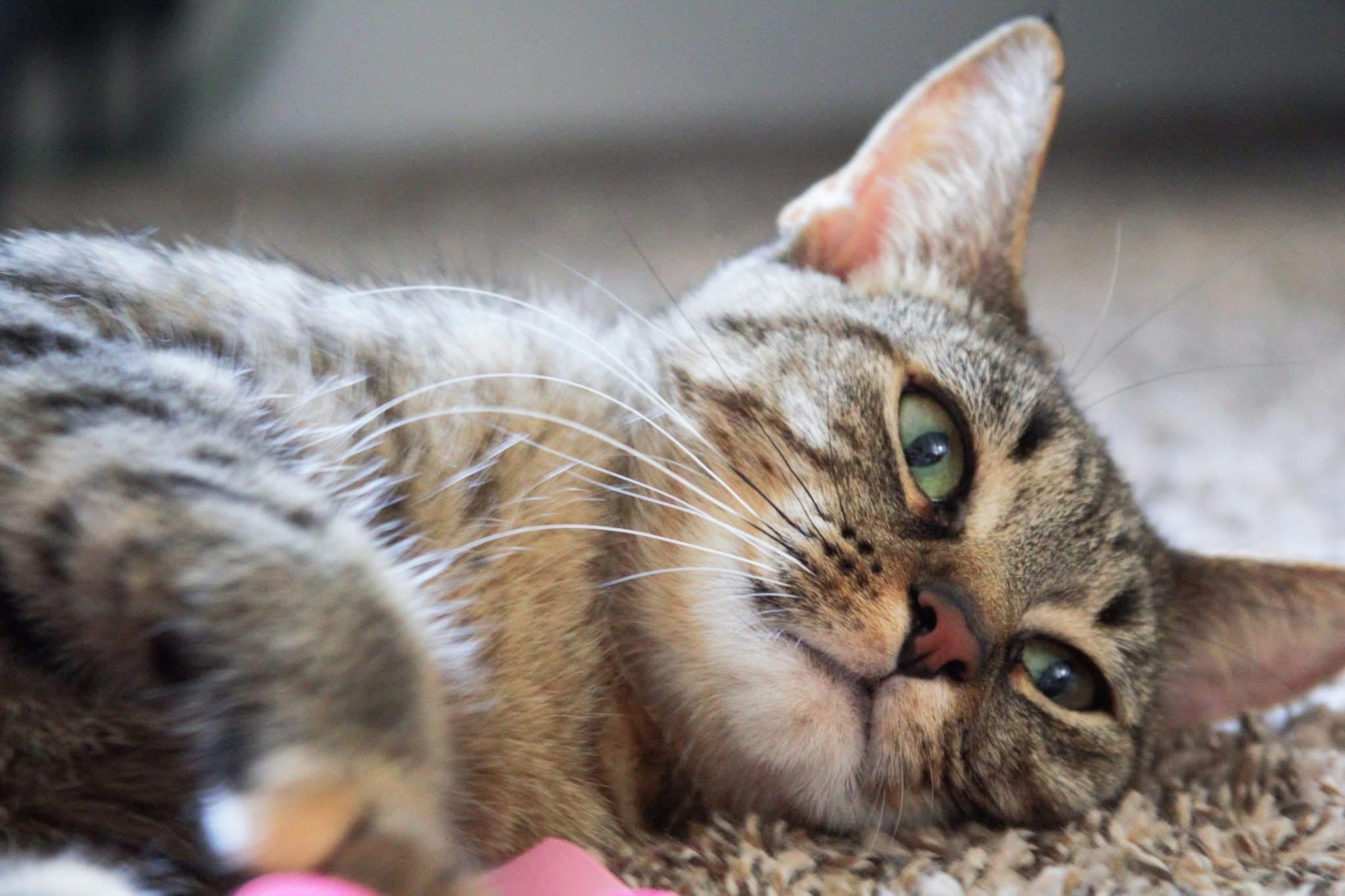 Honey, a Adoptable Tabby in Kentwood, MI image 4/5
