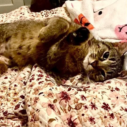 Enlarge Honey, a Adoptable Tabby in Kentwood, MI image 2/4