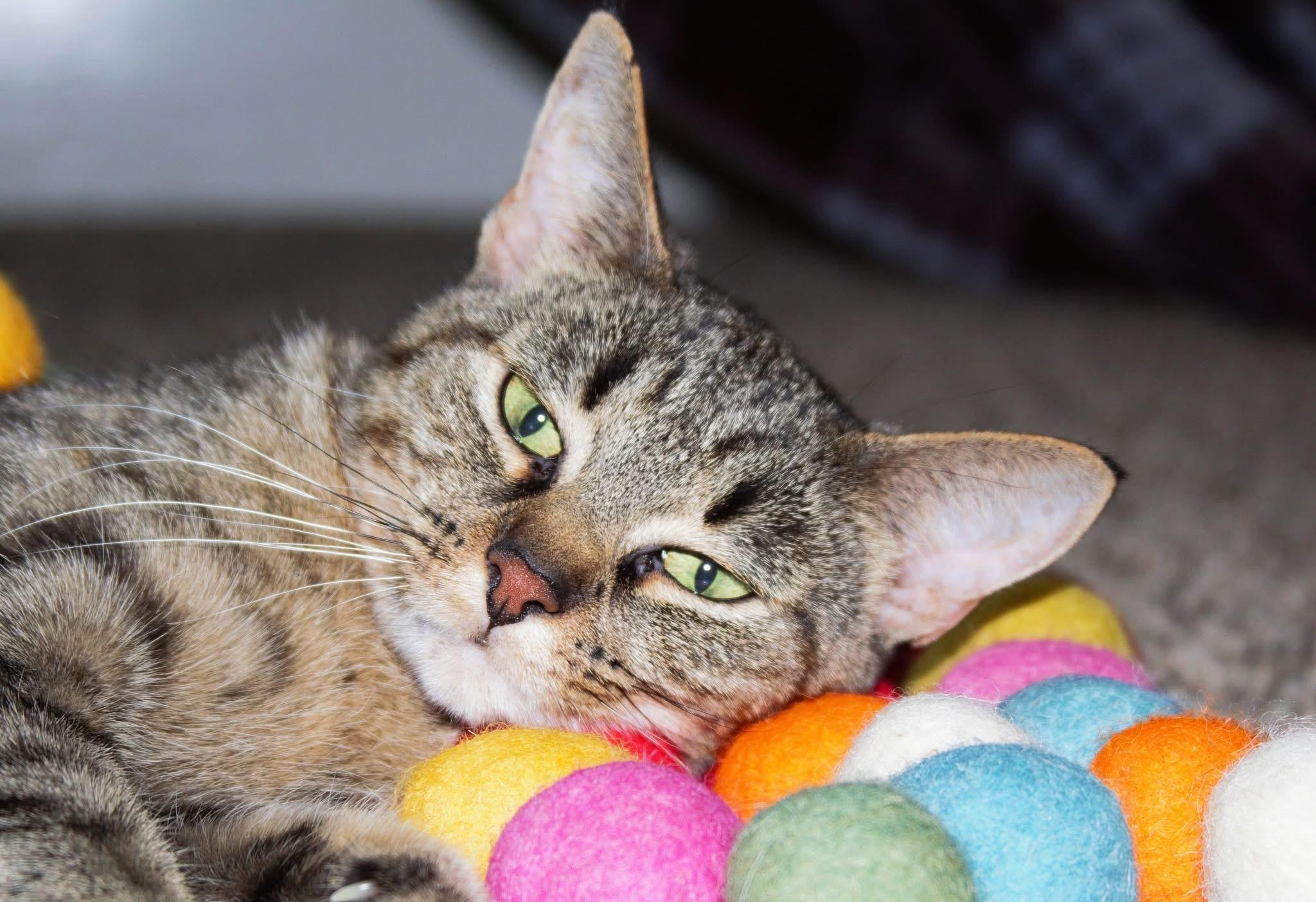 Honey, a Adoptable Tabby in Kentwood, MI image 5/5