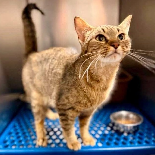Enlarge Honey, a Adoptable Tabby in Kentwood, MI image 4/4