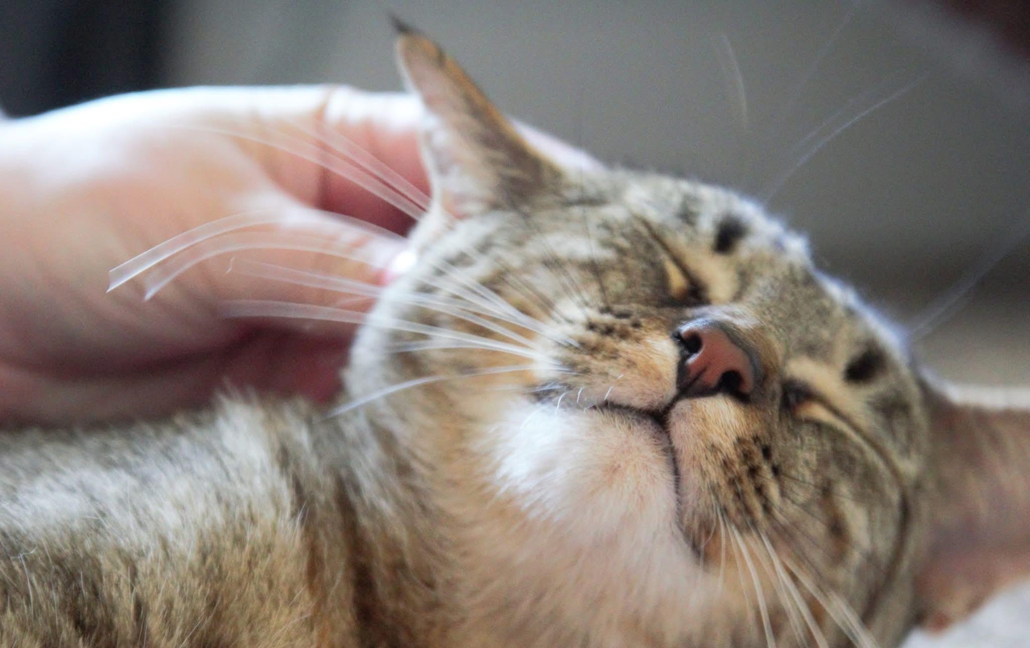 Honey, a Adoptable Tabby in Kentwood, MI image 2/5