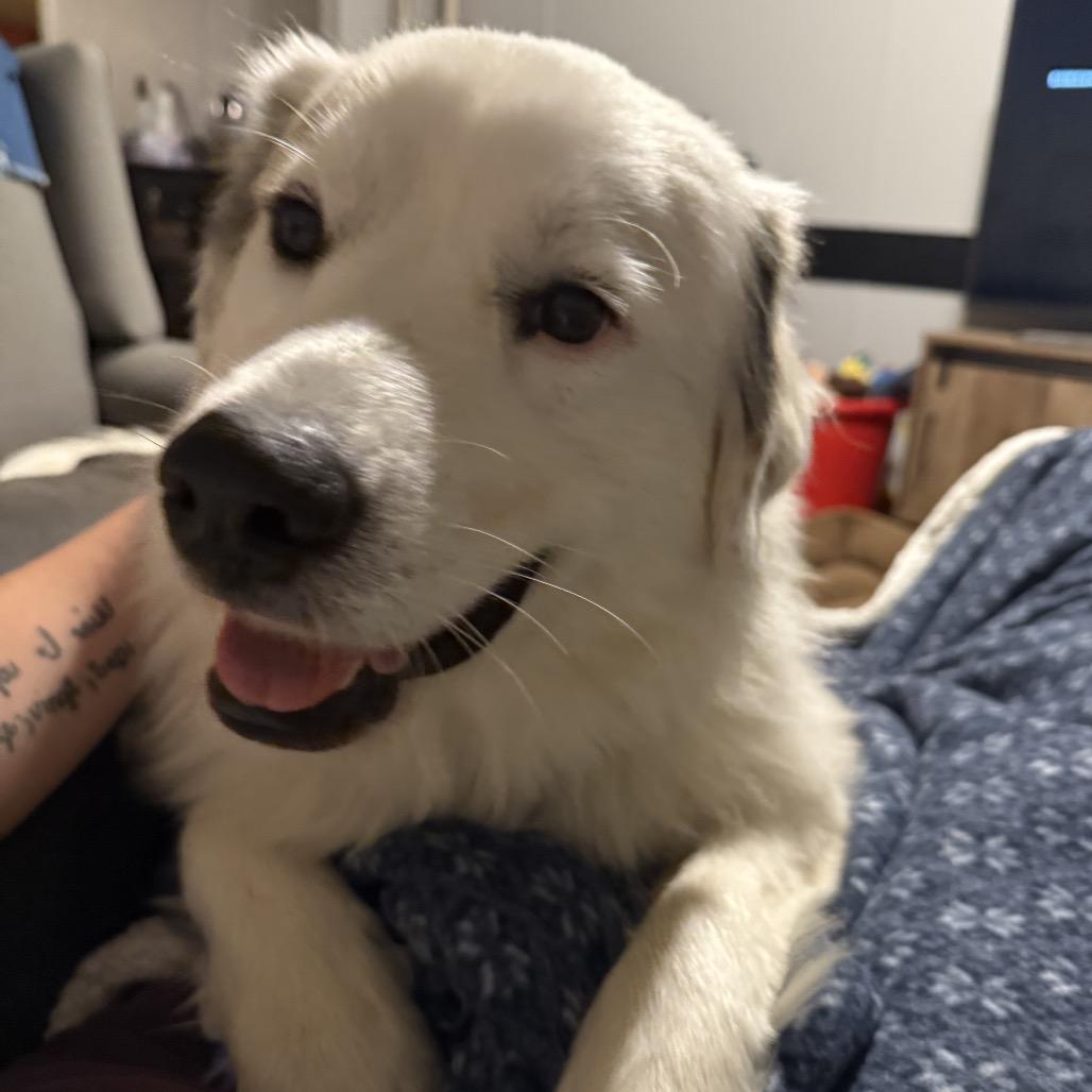 Tails, Adoptable, Adult Female Great Pyrenees.