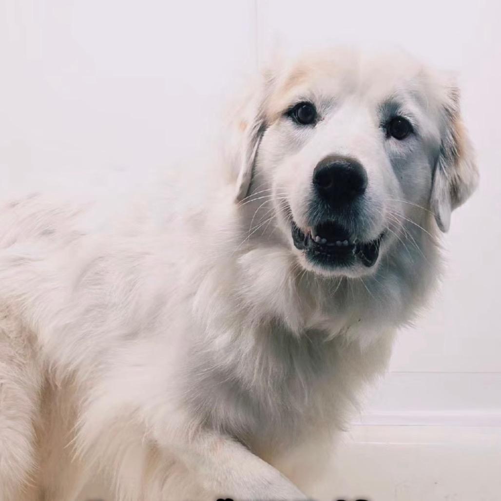 Enlarge Tails, a Adoptable Great Pyrenees in Melbourne, KY image 5/6