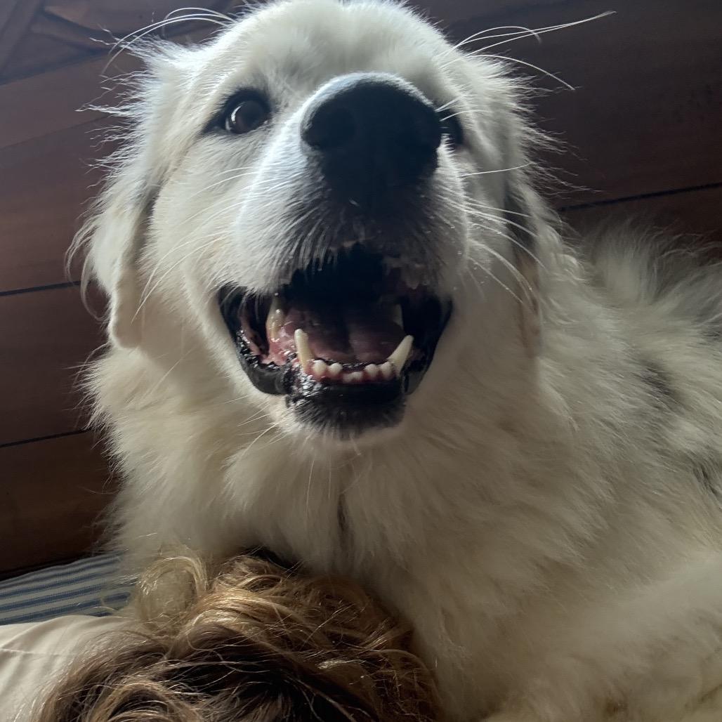 Enlarge Tails, a Adoptable Great Pyrenees in Melbourne, KY image 6/6
