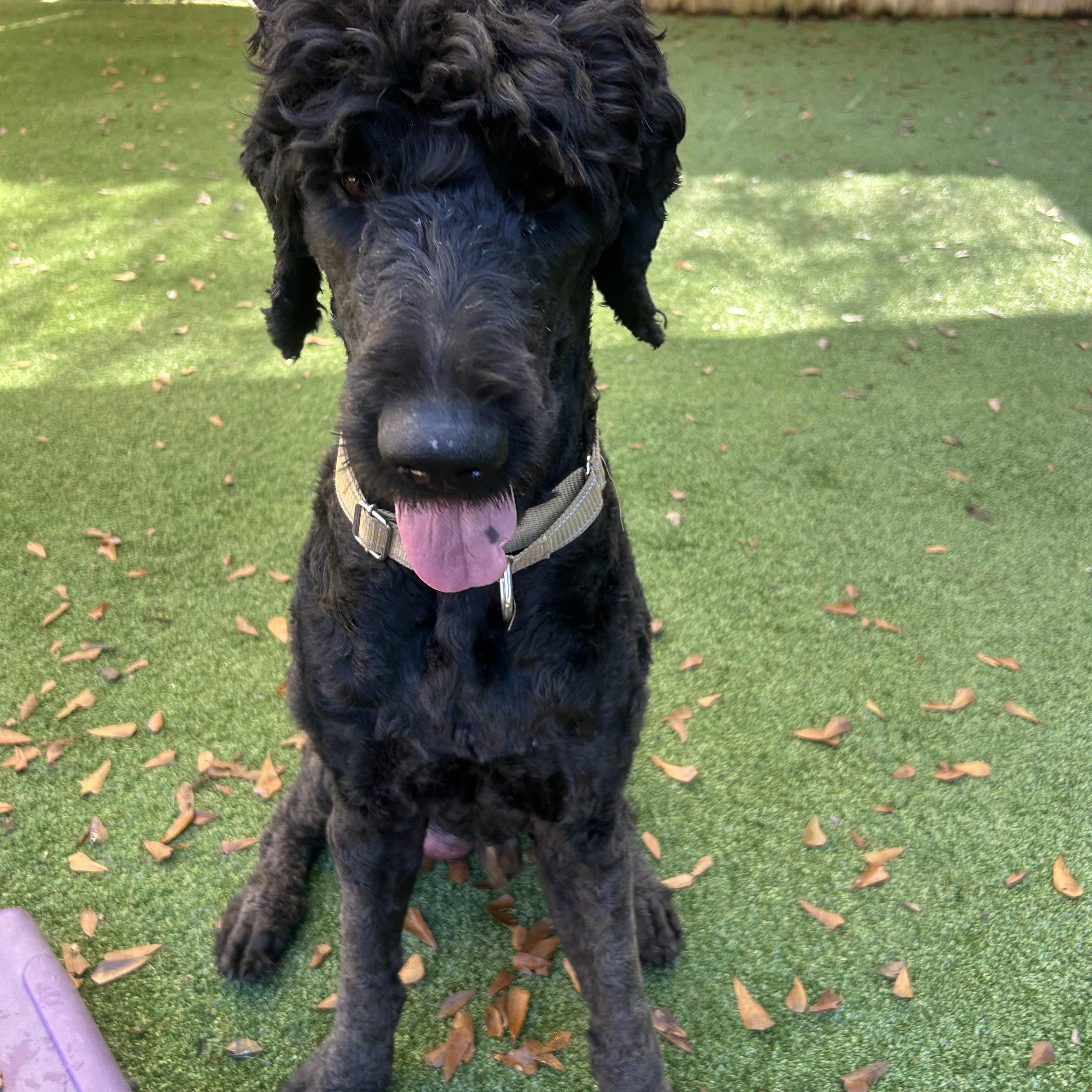 Flynn, ADOPTABLE, Adult Male Labradoodle.