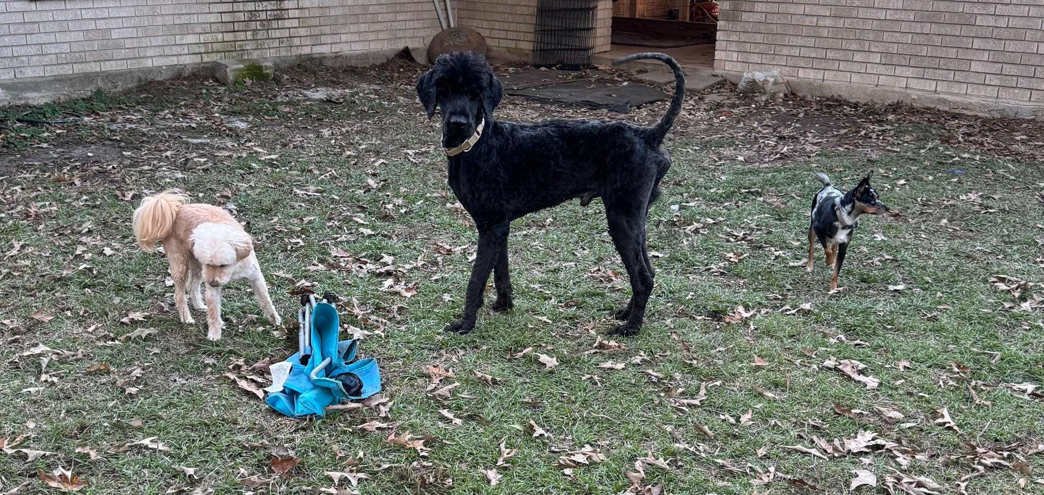Flynn, ADOPTABLE, Adult Male Labradoodle.