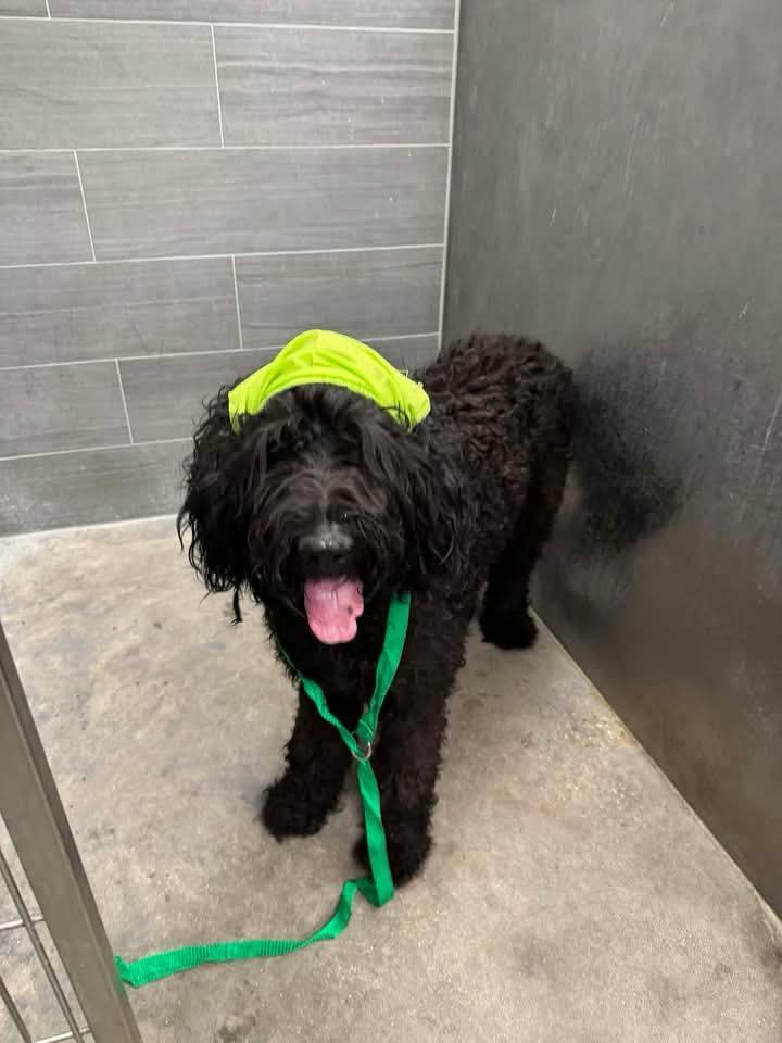 Flynn, a ADOPTABLE Labradoodle in Baker, LA image 2/5