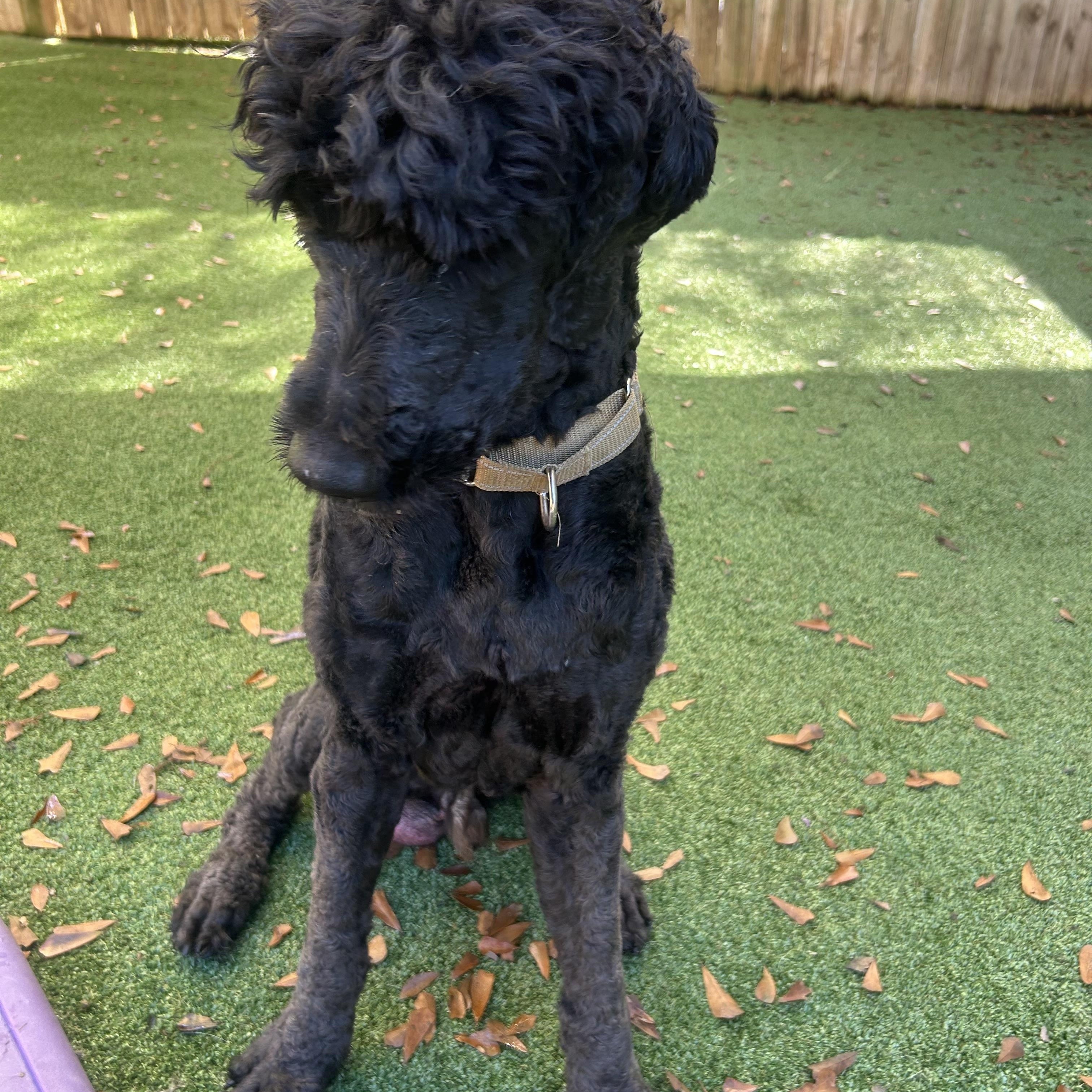 Enlarge Flynn, a ADOPTABLE Labradoodle in Baker, LA image 3/5