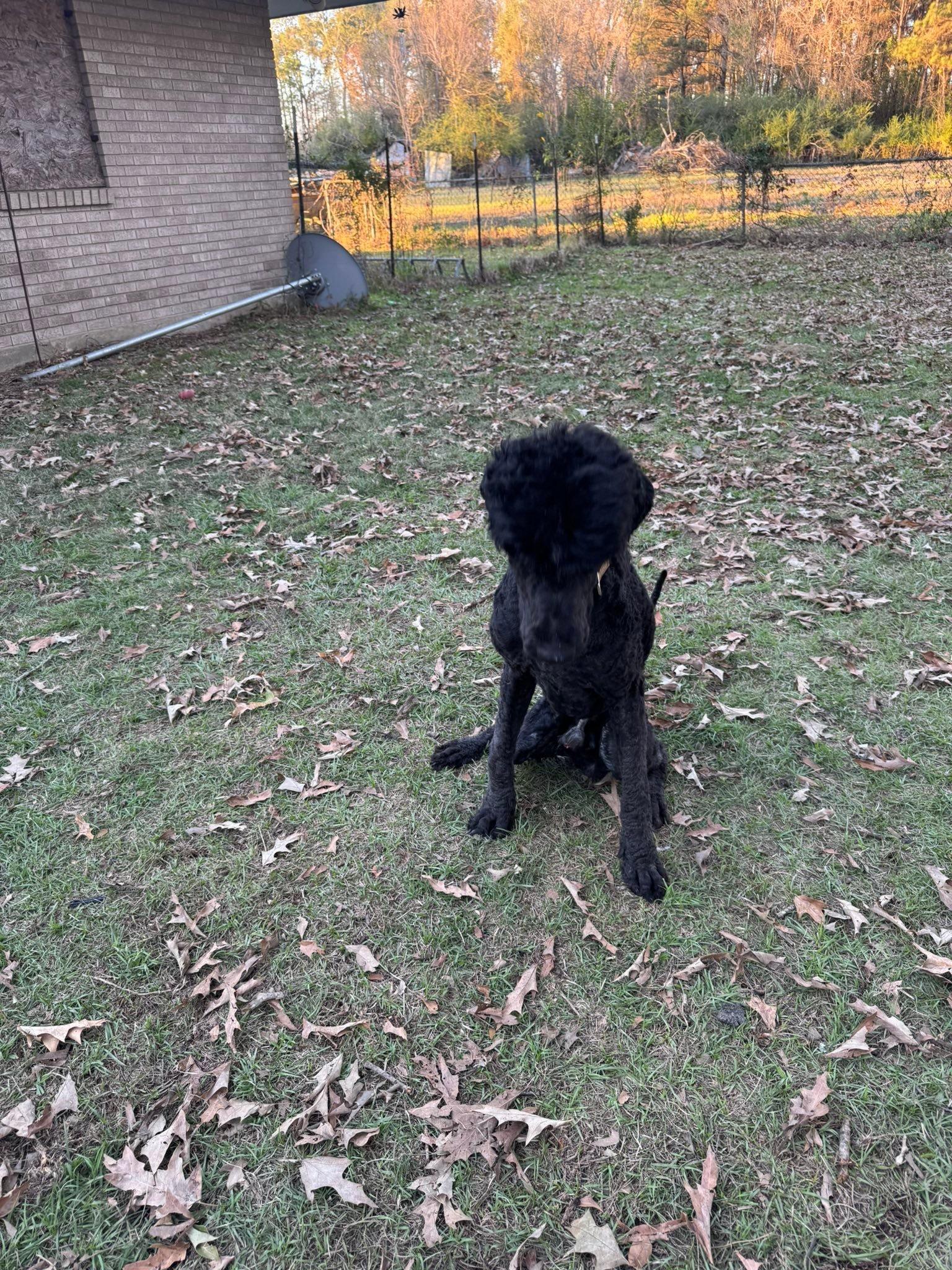 Flynn, a ADOPTABLE Labradoodle in Baker, LA image 3/5