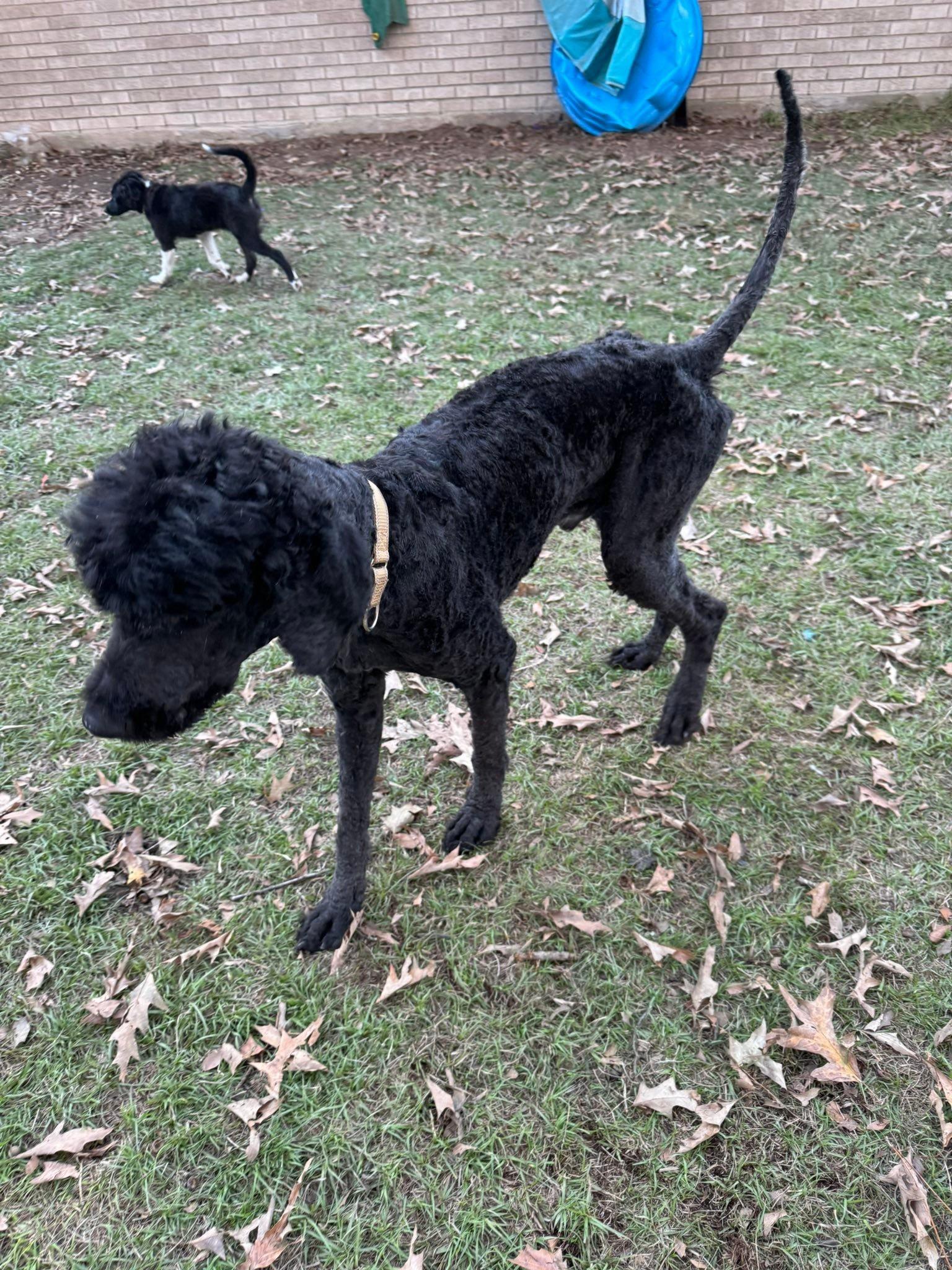 Flynn, a ADOPTABLE Labradoodle in Baker, LA image 4/5