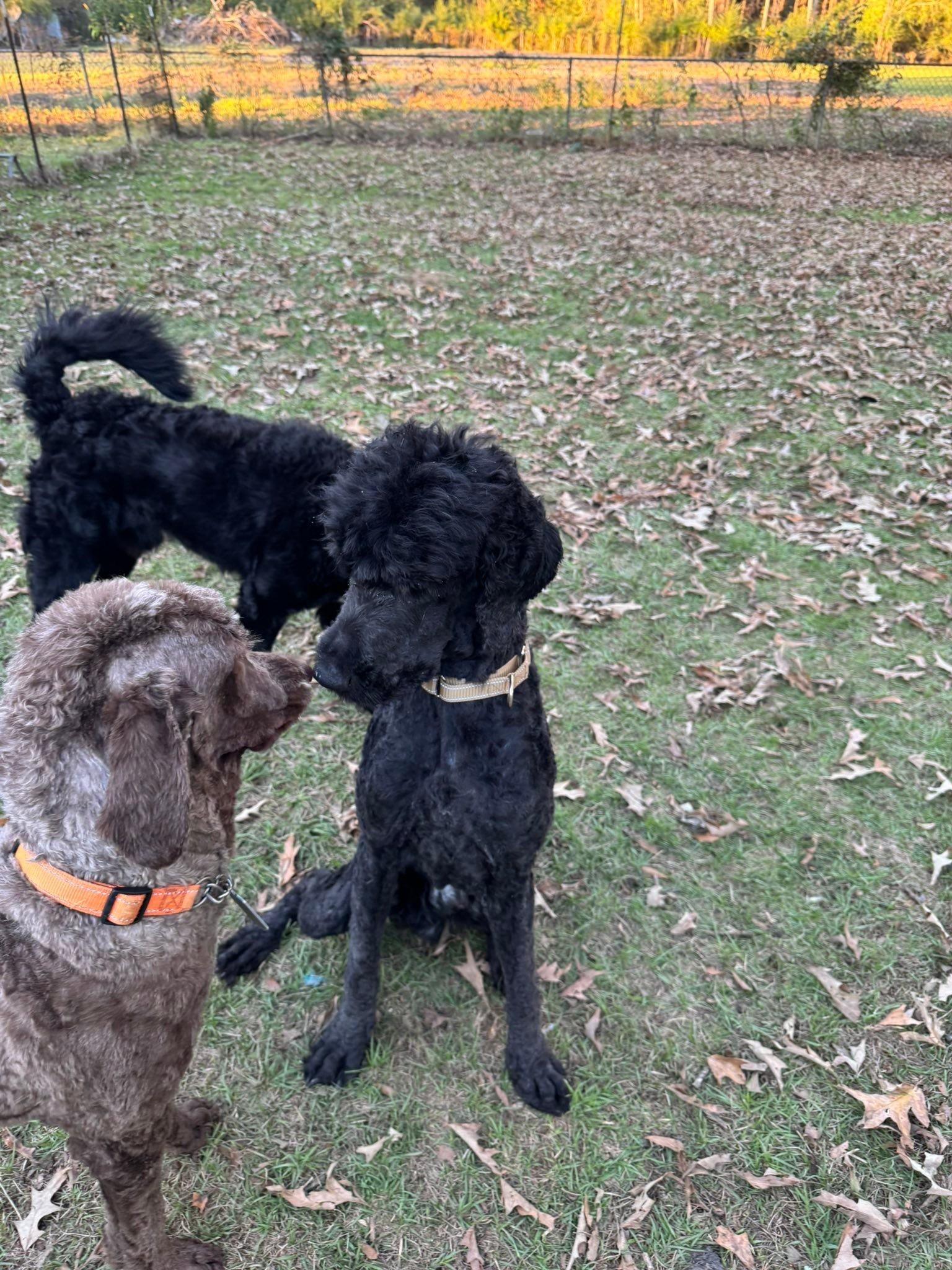 Flynn, a ADOPTABLE Labradoodle in Baker, LA image 5/5