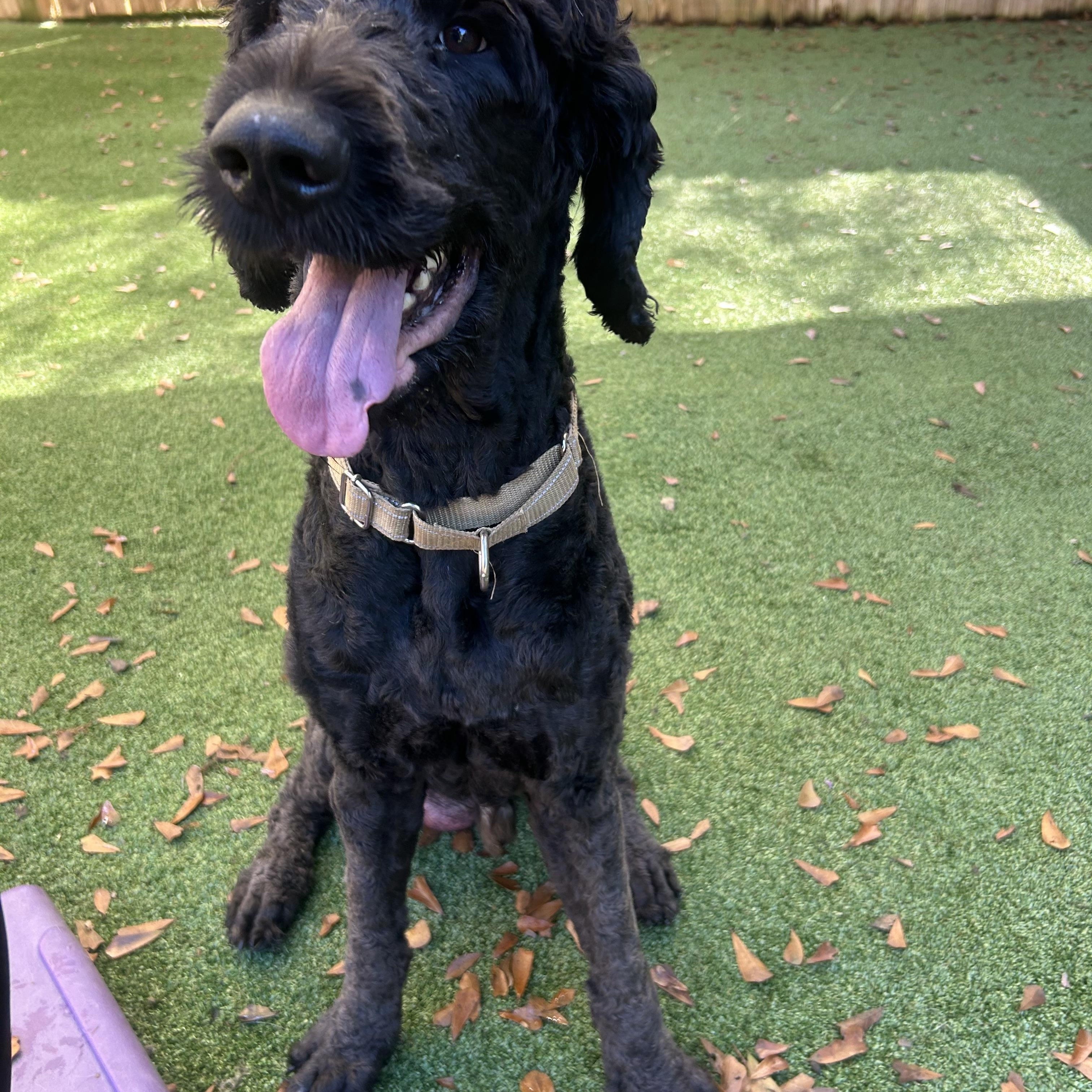 Enlarge Flynn, a ADOPTABLE Labradoodle in Baker, LA image 4/5