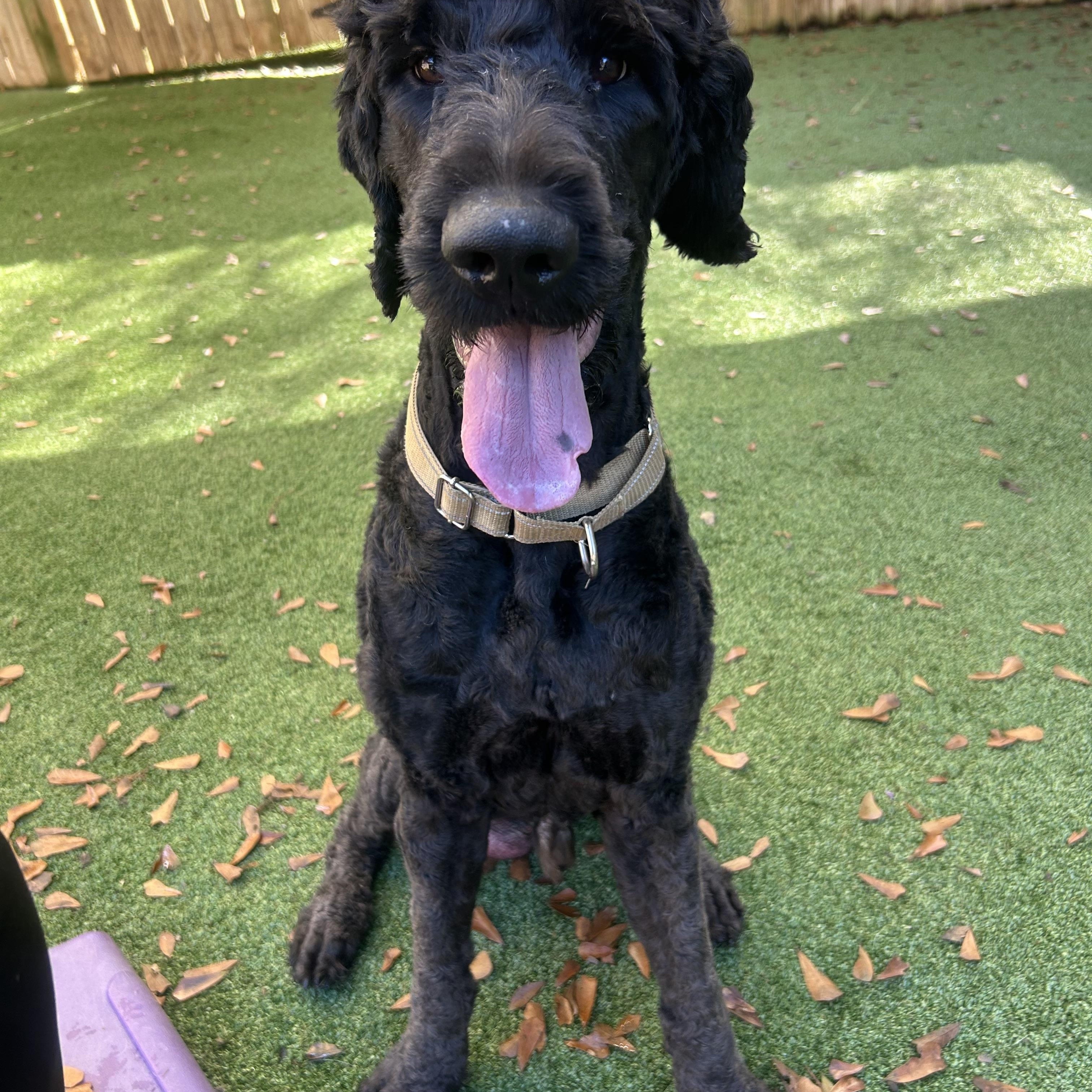 Enlarge Flynn, a ADOPTABLE Labradoodle in Baker, LA image 5/5