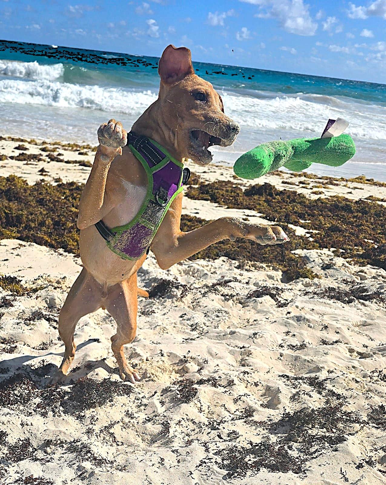 Enlarge Tiny (16 lbs), a ADOPTABLE Mixed Breed in Mississauga, ON image 4/6