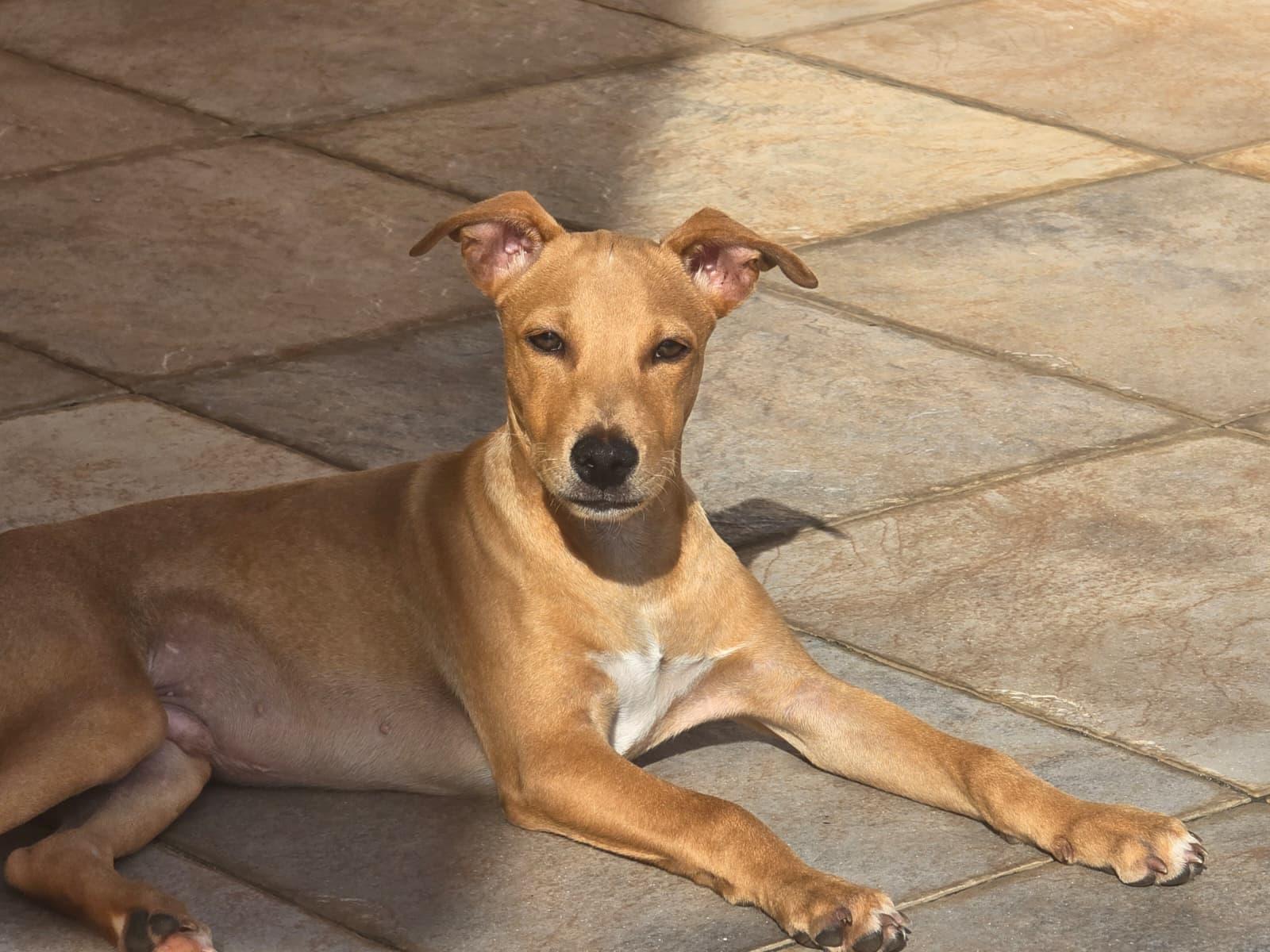 Enlarge Tiny (16 lbs), a ADOPTABLE Mixed Breed in Mississauga, ON image 2/6