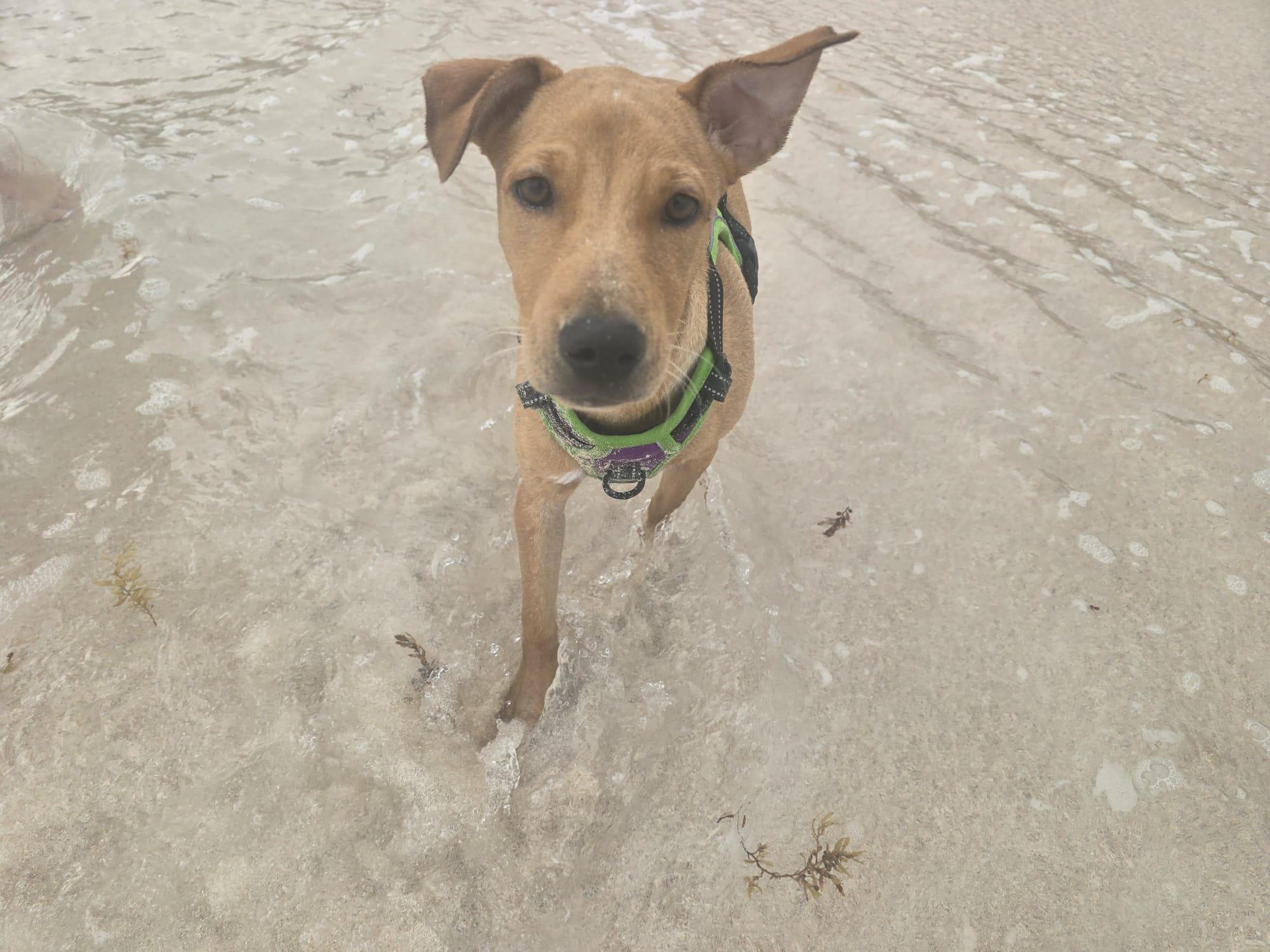 Enlarge Tiny (16 lbs), a ADOPTABLE Mixed Breed in Mississauga, ON image 6/6