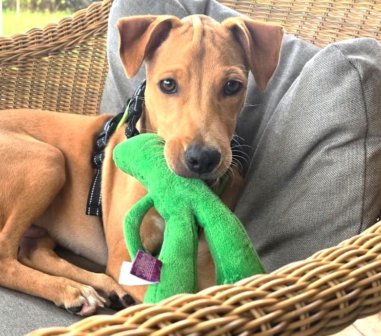 Tiny (16 lbs), ADOPTABLE, Puppy Male Mixed Breed.