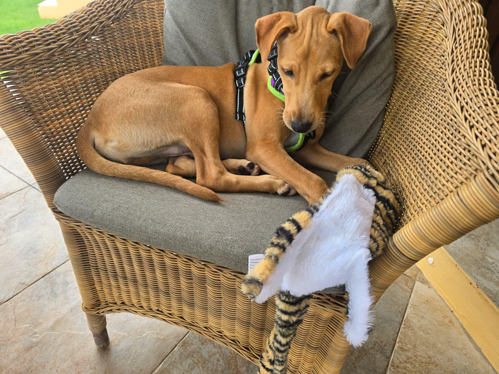 Enlarge Tiny (16 lbs), a ADOPTABLE Mixed Breed in Mississauga, ON image 3/6