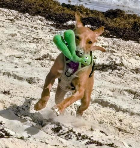 Enlarge Tiny (16 lbs), a ADOPTABLE Mixed Breed in Mississauga, ON image 5/6