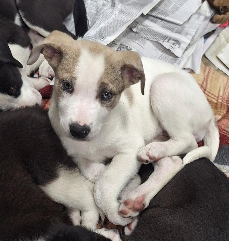 Coraline, Adoptable, Puppy Female Border Collie.