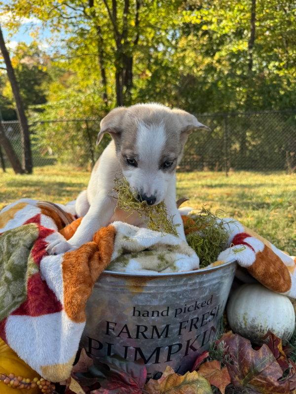 Enlarge Coraline, a Adoptable Border Collie in House Springs, MO image 1/1