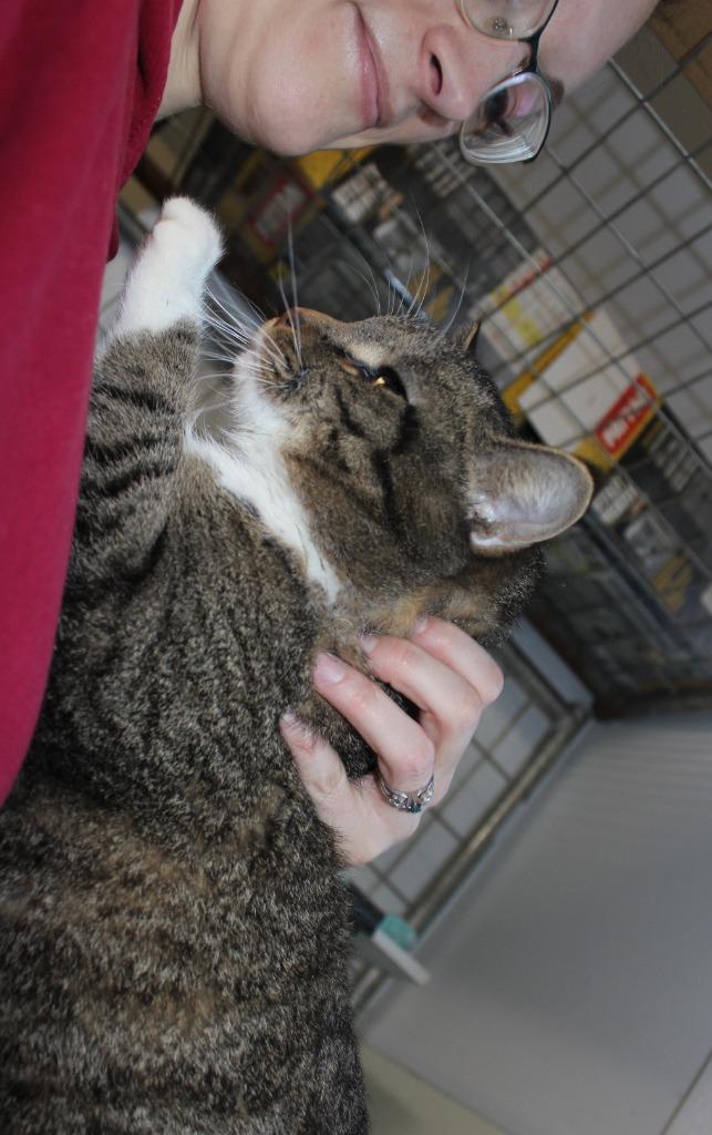 Charlie J, Adopted, Adult Male Domestic Short Hair.