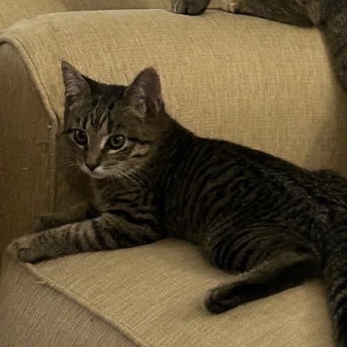 Kirby A25-256, a Adoptable Domestic Short Hair in SANTA ROSA BEACH, FL image 1/4