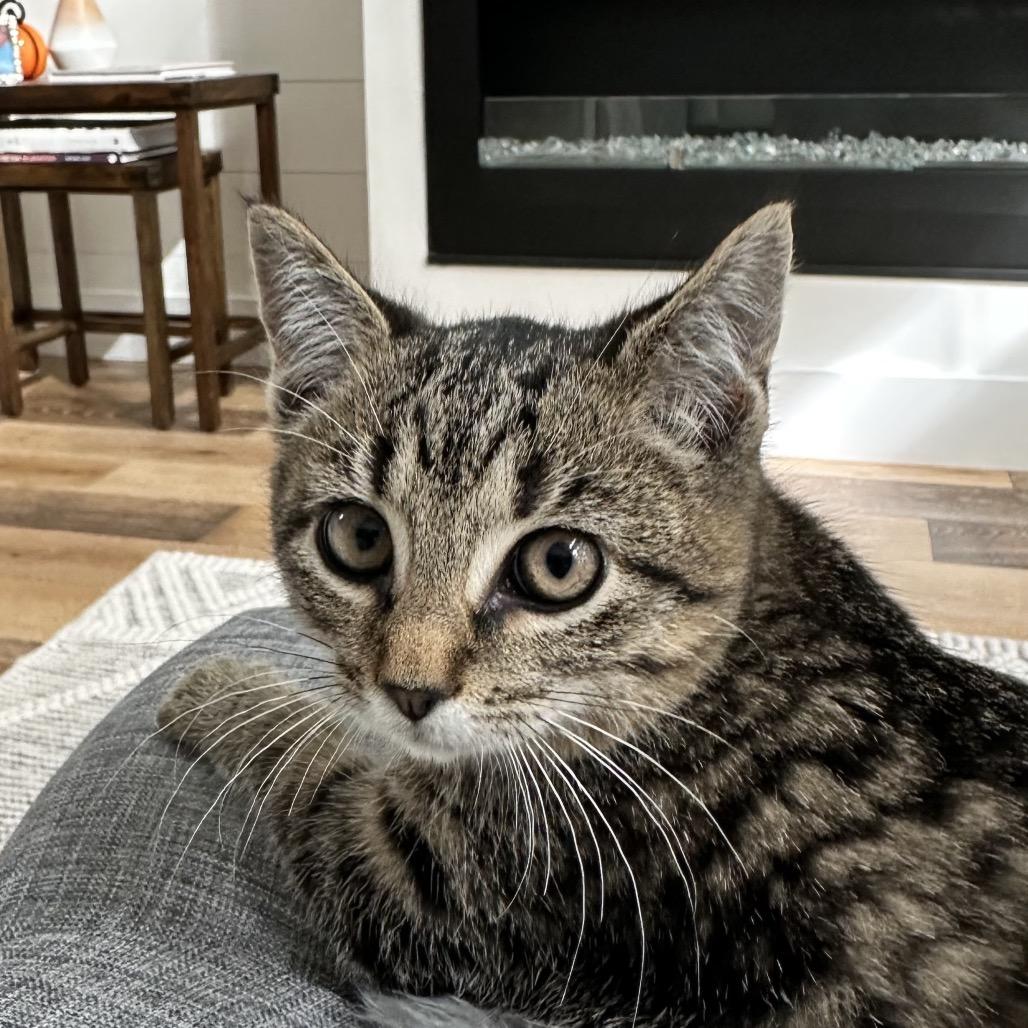 Kirby A25-256, Adoptable, Kitten Male Domestic Short Hair.