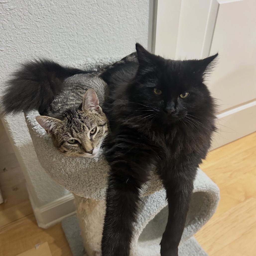 Kirby A25-256, a Adoptable Domestic Short Hair in SANTA ROSA BEACH, FL image 3/4