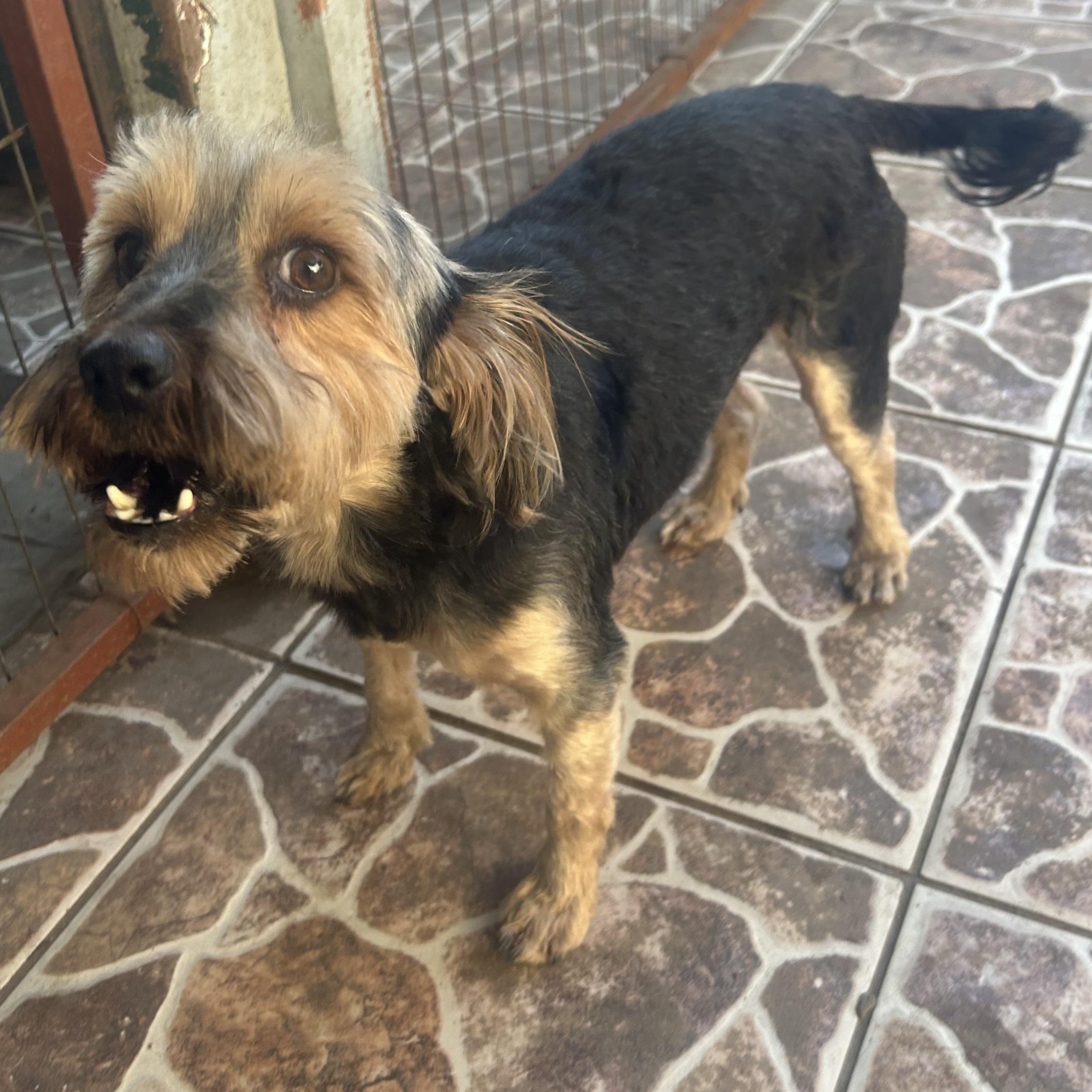 Enlarge Zaza, an adopted mixed breed in San Diego, CA image 2/3