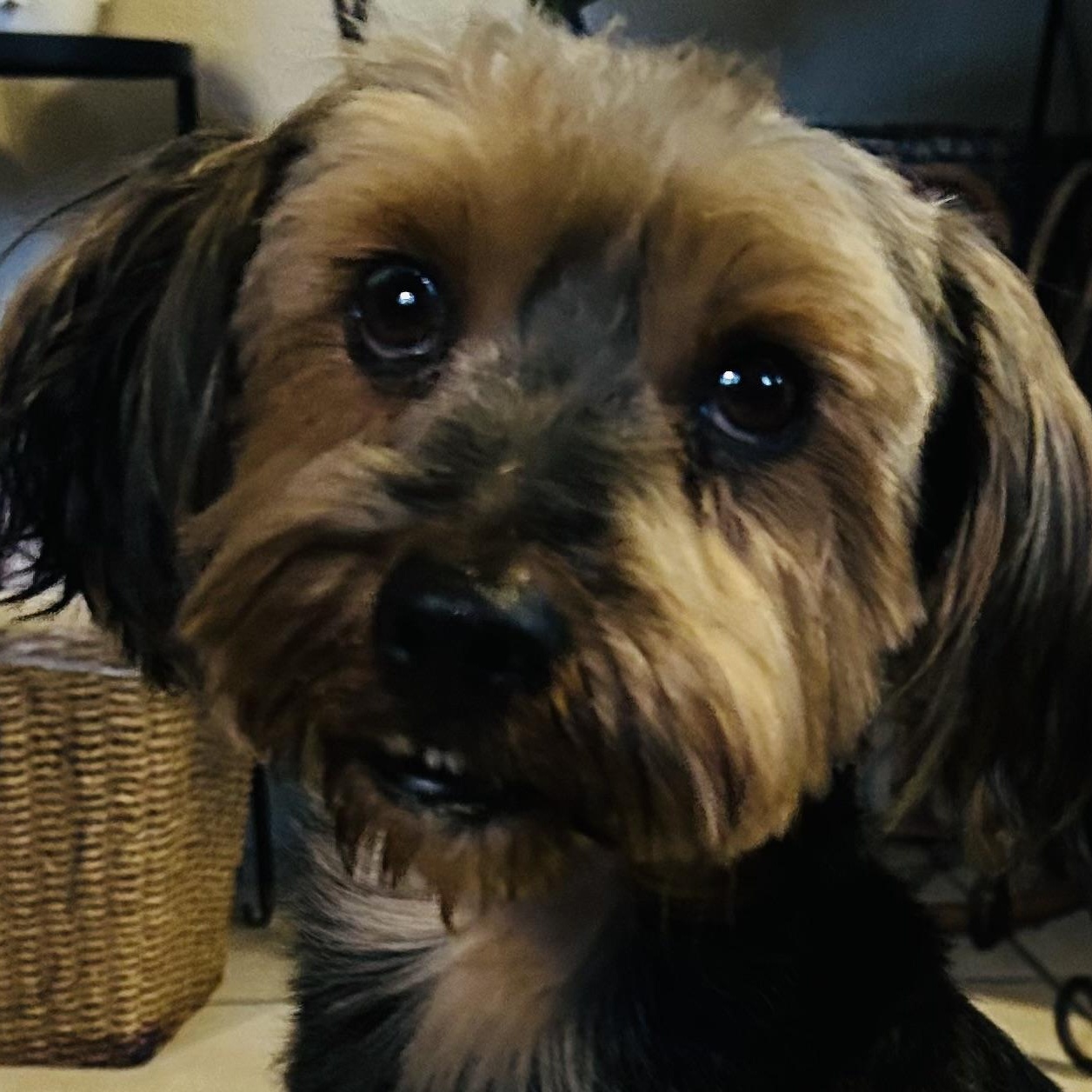 Enlarge Zaza, an adopted mixed breed in San Diego, CA image 1/3