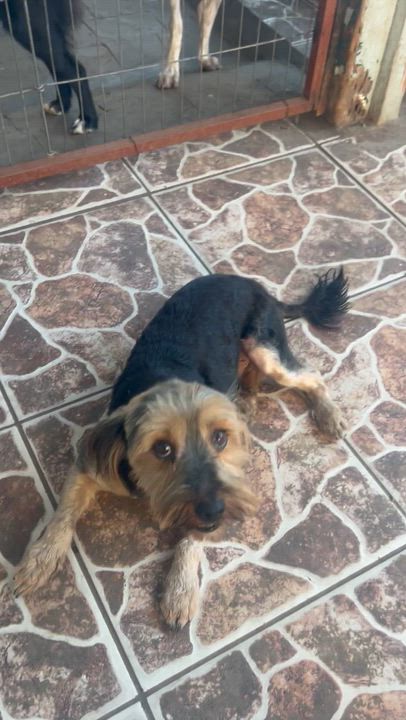 Enlarge Zaza, an adopted mixed breed in San Diego, CA video 3/3