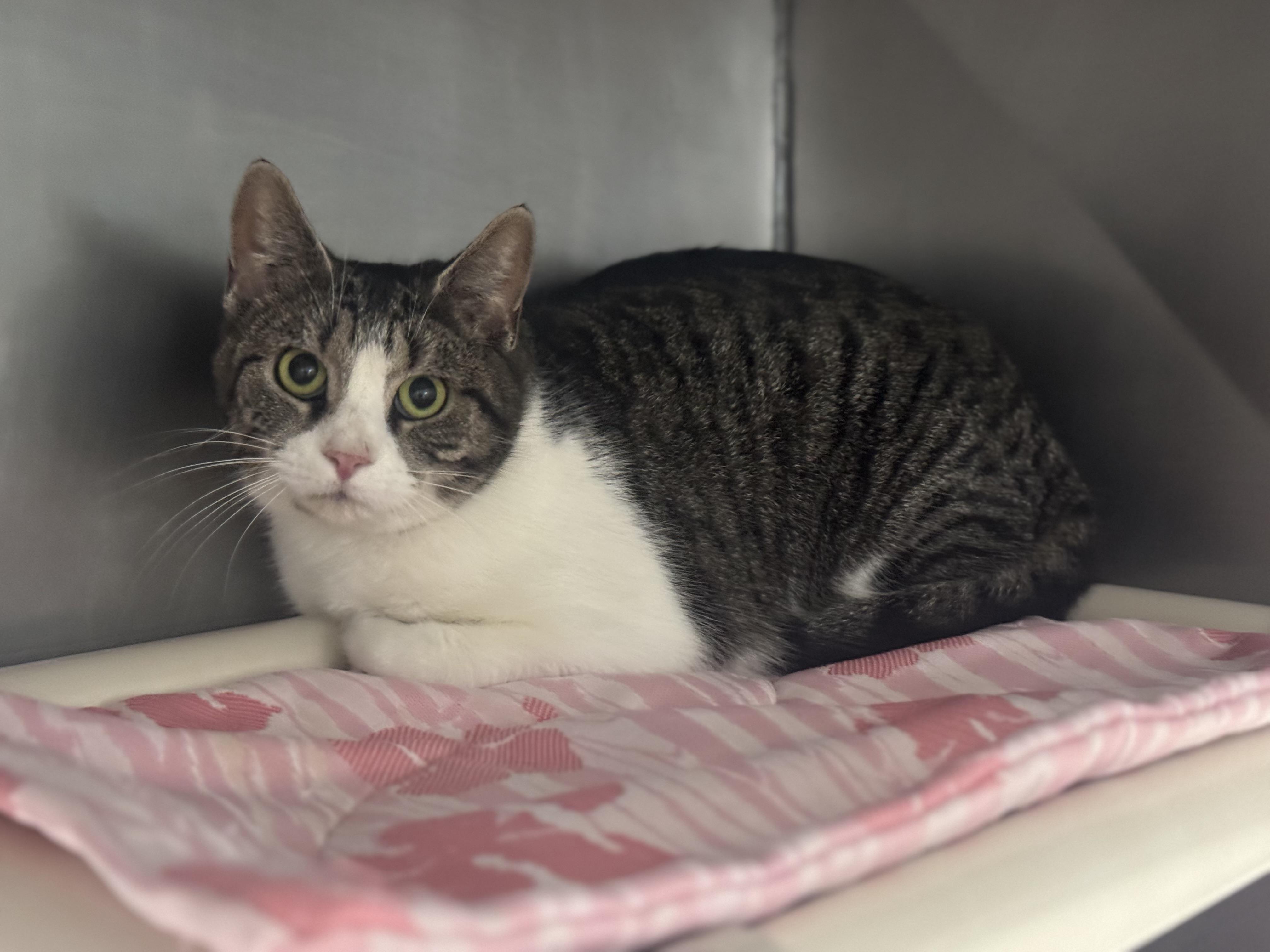 Lime Jello, a ADOPTABLE mixed breed in Marshall, NC image 2/2