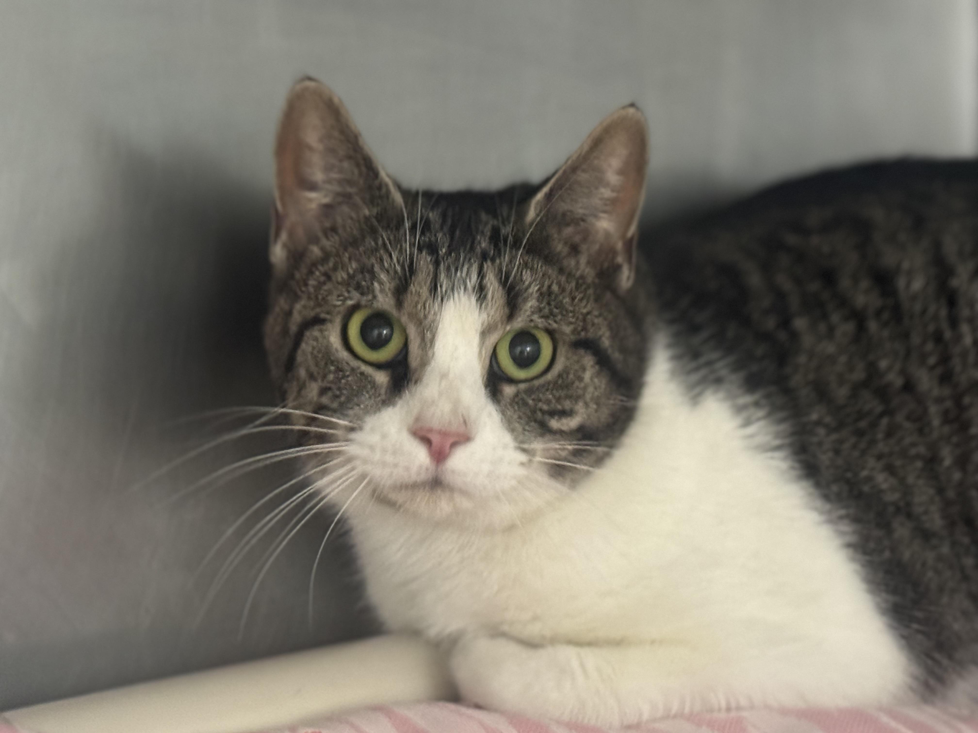 Lime Jello, ADOPTABLE, Adult Female Domestic Short Hair.