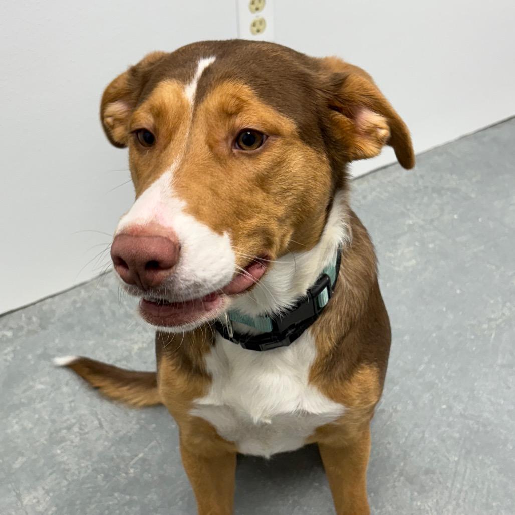 Desiree , a ADOPTABLE Mixed Breed in Crookston, MN image 2/5