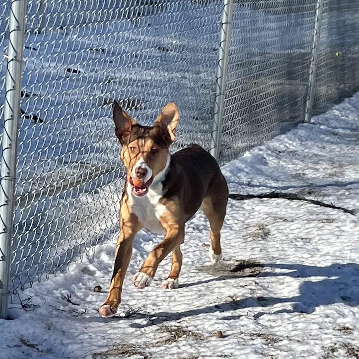 Desiree , a ADOPTABLE Mixed Breed in Crookston, MN image 3/5
