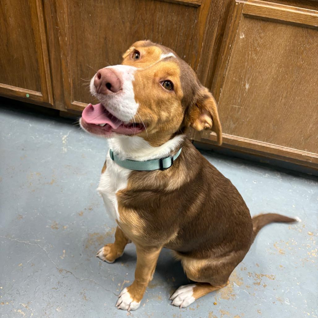 Desiree , a ADOPTABLE Mixed Breed in Crookston, MN image 4/5