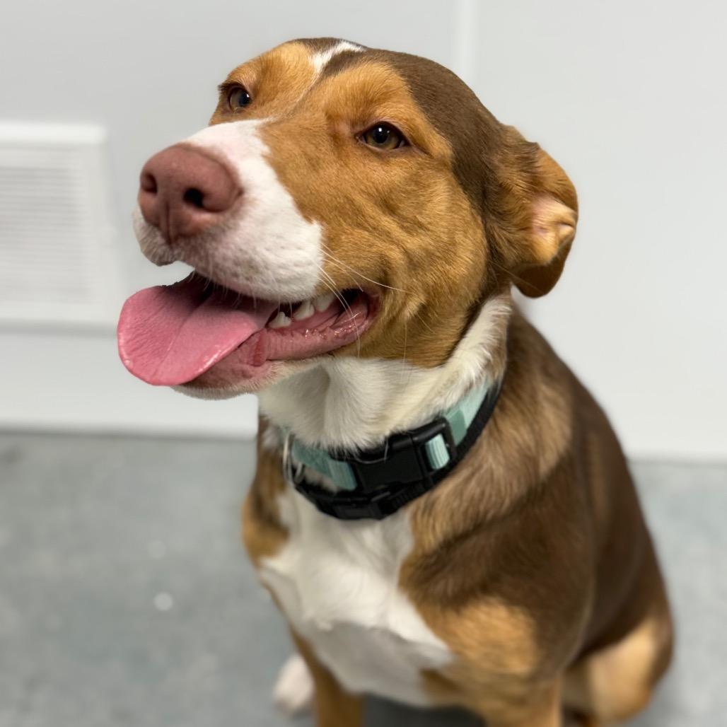 Desiree , a ADOPTABLE Mixed Breed in Crookston, MN image 1/5